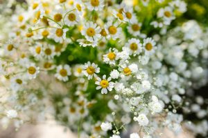 The History of Using Feverfew for Migraines